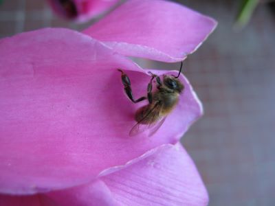 Taller de eco arte, ¡Ayudemos a las abejas...!